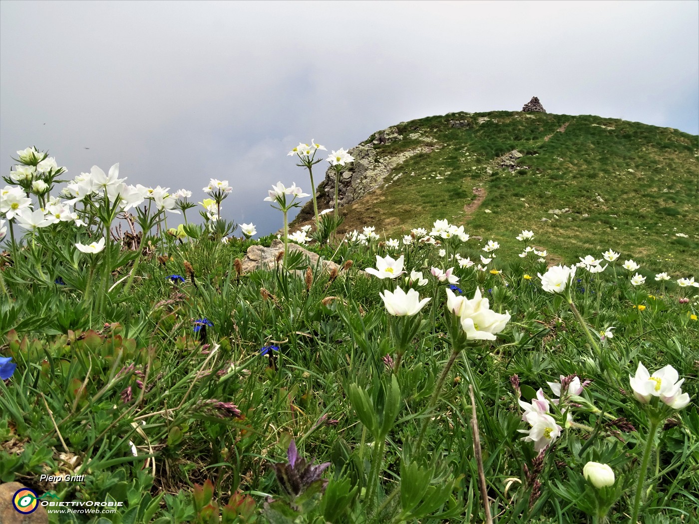 33 Anemoni narcissini (Anemonastrum narcissiflorum) con vista sull'omone del Monte Foppa.JPG